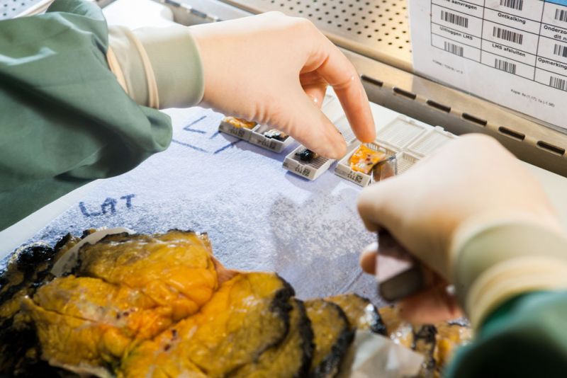 01f73250 image Histologie 01f73250 Histologie